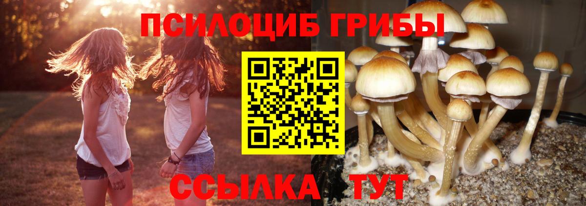 Галлюциногенные грибы Psilocybe Краснокаменск